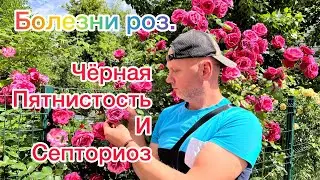 Профилактика и лечение Розы.