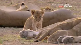 Африканские охотники / Africa's Hunters : Последыш 4 серия 4K