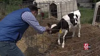 See how ice cream is made at this Massachusetts farm