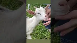 How to brush a spoiled baby goat 😁🐐🪮 (she loves attention) 