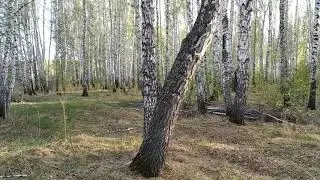 Что цветёт в начале мая в Кыштовке. 02.05.2020г.