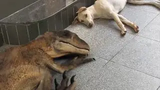 I have a Pet Dinosaur 