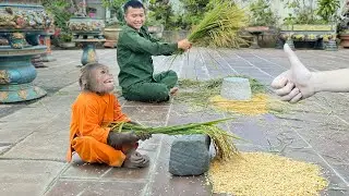 Cutis excitedly harvests & threshes big rice bundles by hand in traditional primitive way