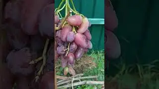 Виноград Дубовский розовый. Треск