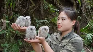 Setting turkey traps, skills to tame young birds, survival alone