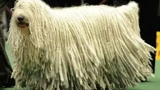 The Komondor – Nature’s Adorable Living Mop