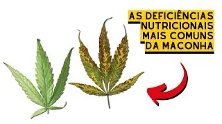 APRENDA a IDENTIFICAR as DEFICIÊNCIAS MAIS COMUNS da CANNABIS