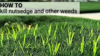 Easily Kill Nutsedge and Other Weeds