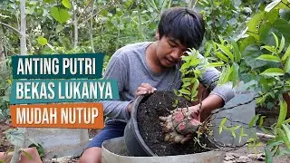 Bekas Lukanya Mudah Nutup: Bahan Bonsai Anting Putri Masuk Ground Lagi Bersama Mas Ben