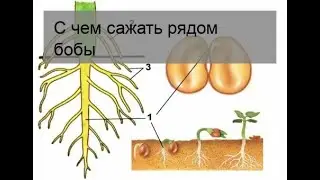 С чем сажать рядом бобы