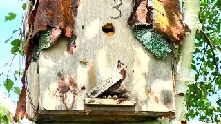 Не зря поехал проверять ловушки! Первый рой за три года охоты!