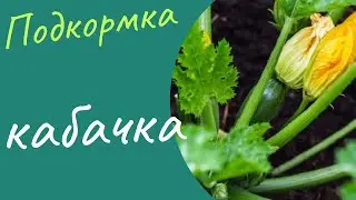 Опрыскиваешь этим кабачок - и собираешь плоды ведрами.