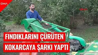 Fındık bahçelerine zarar veren ‘kahverengi kokarca’ya şarkı yaptı