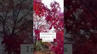 Indahnya momiji di Jepang #momiji #fall #jepang