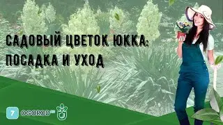 Садовый цветок юкка: посадка и уход