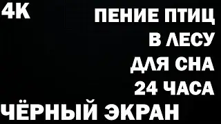 Пение птиц в лесу для сна в 4к 24 часа