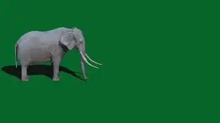 Elephant walking green screen video | Copyright Free