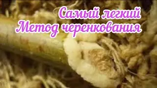 Метод Буррито.Размножение растений.