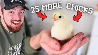 Why We NEEDED 25 More Chickens + (Surprise  Announcement)