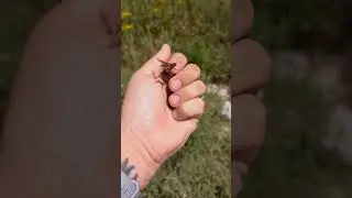 Guess what's in my hand! WASPS!