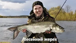 Трофейный жерех весной по большой воде