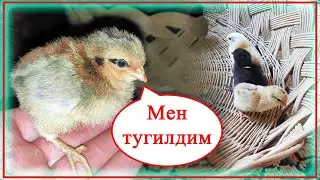 МЕН ТУГИЛДИМ.... 🐣 | ЯНГИ АВЛОД 🐥 | @ ALPHA Aziko