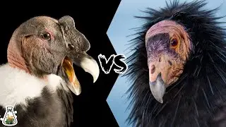 Andean Condor vs California Condor - Who Is Stronger And Would Win In A Fight?