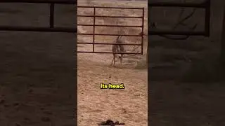 This Deer has 200 IQ... 🧠