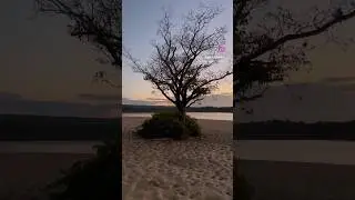 (I don’t own music) Wishing Witch Tree #witch #bruja #ghosts #haunted #spirit #witchcraft #spiritual