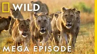 World's Deadliest MEGA EPISODE | Season 1 Full Episodes | Nat Geo Wild