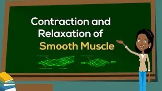 Contraction and Relaxation of Smooth Muscle | Physiology Animation | V-Learning™