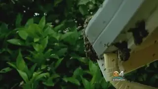 Killer Bees Invade California City