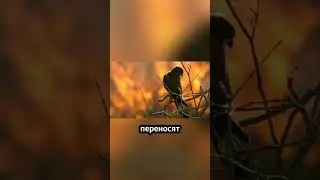 Почему Эти Птицы Поджигают Леса? 