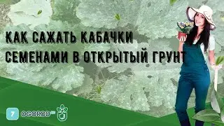 Как сажать кабачки семенами в открытый грунт