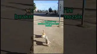 Şu kedilerin canını sıkmayın🐈🤣🤣 | Kedi vs Köpek #shorts #keşfet