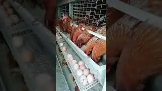 Наши курочки))))