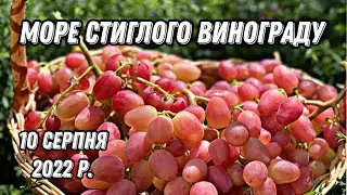 Огляд стиглого винограду.