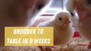 How to raise meat birds | 120  Cornish Cross chickens