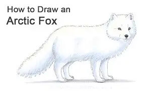 How to Draw an Arctic Fox