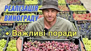 Виноград який достиг.