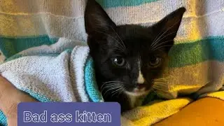 Bad Ass Kitten