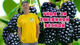 Первая весенняя обработка Ежевики.