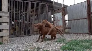 ДРАКА ПИТБУЛЕЙ СПАЙК VS МУСА !!! Спайк напал на Мусу во время занятий. Красивые Прыжки питбуля