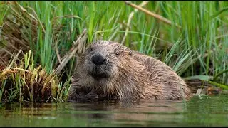 Интересные факты про бобров(Interesting facts about beavers).