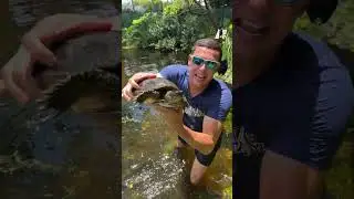 CRAZY TURTLE