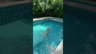 Naked pool morning
