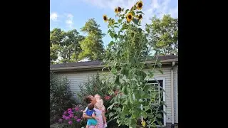 Giant sunflower sprouts in Pennsylvania family's yard