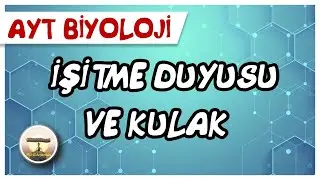 AYT Biyoloji | İşitme Duyusu ve Kulak #sayfa44