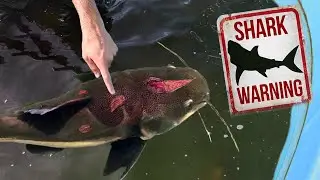 MONSTER DEAD Pet Fish Found in Aquarium!
