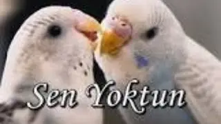 Sen Yoktun Fon Müziği  ♬♫♪